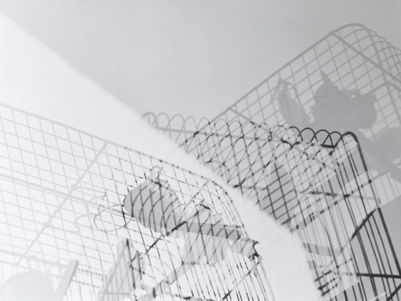 Geraldo DE BARROS, Les Oiseaux
1950