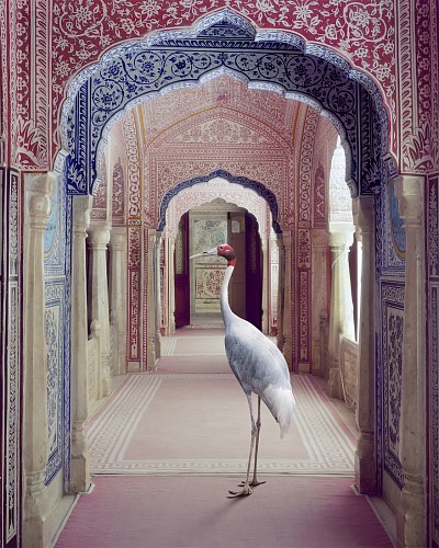 082 A Faithful Companion, Samode Palace, 2020