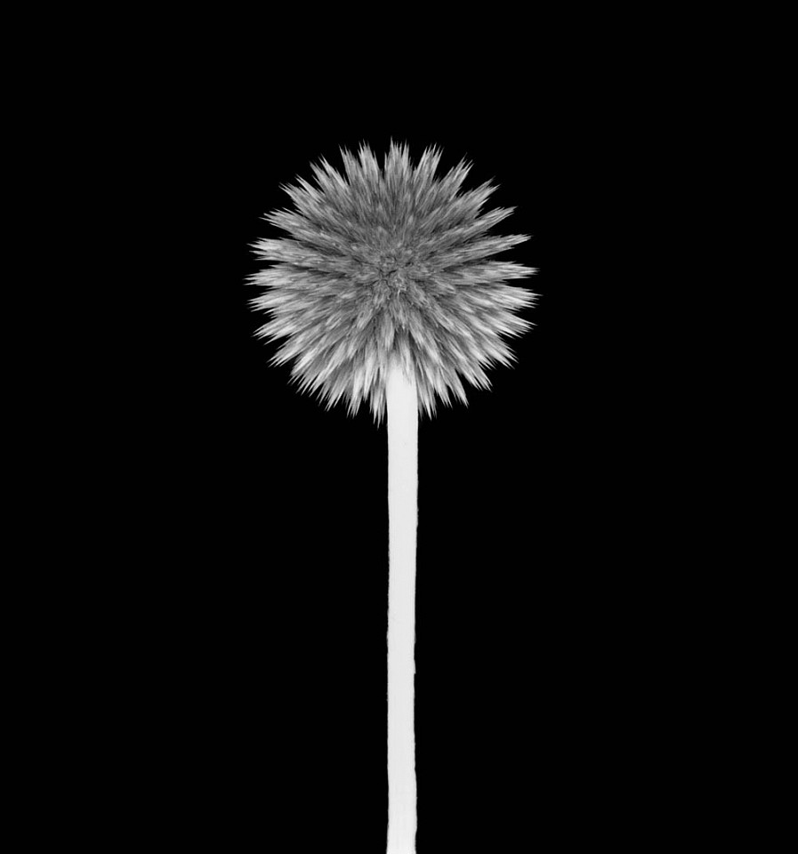 Mariana COOK, Thistle, West Tisbury, Massachusetts
2000, Gelatin silver print, selenium toned